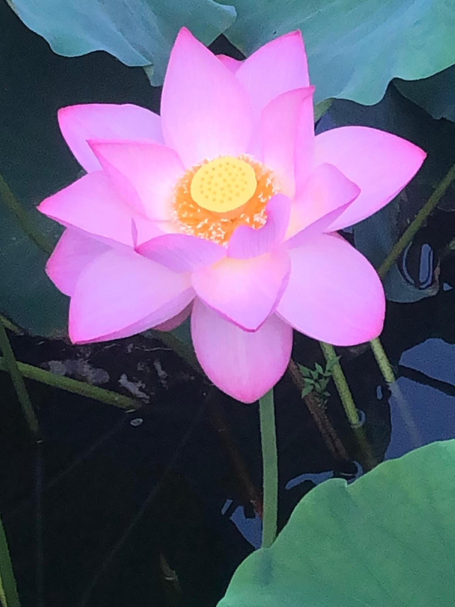 Tsubame-Ya 호텔 교토 외부 사진